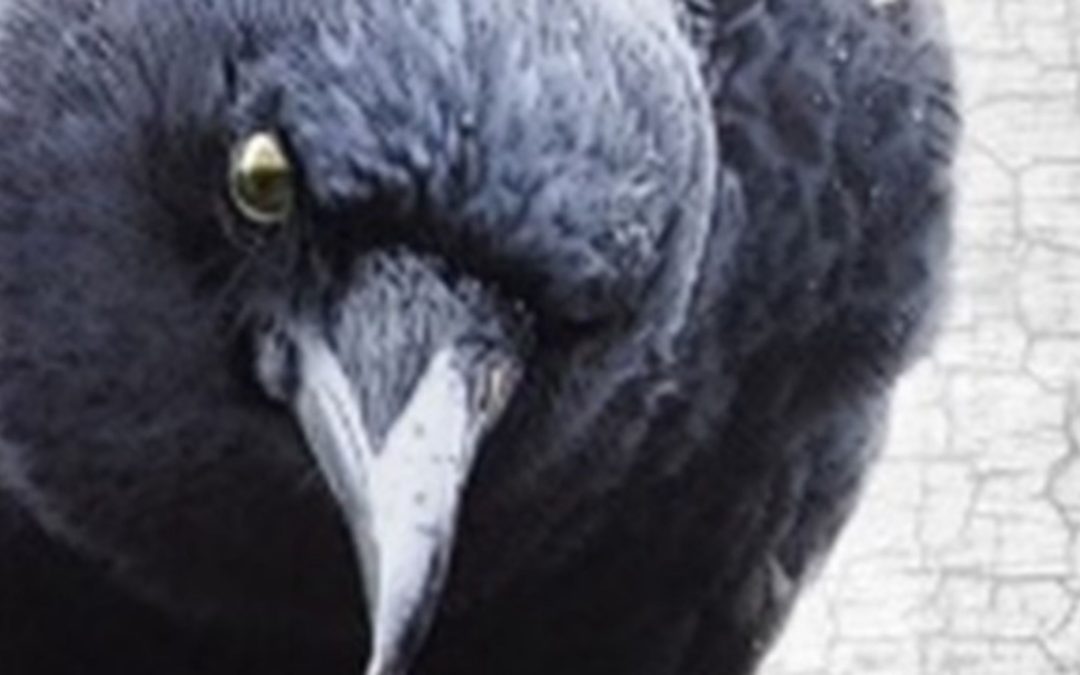 Guest Translation Workshop: The Crow